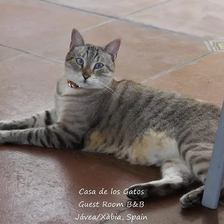 Bed & Breakfast Javea 홈스테이 자베아